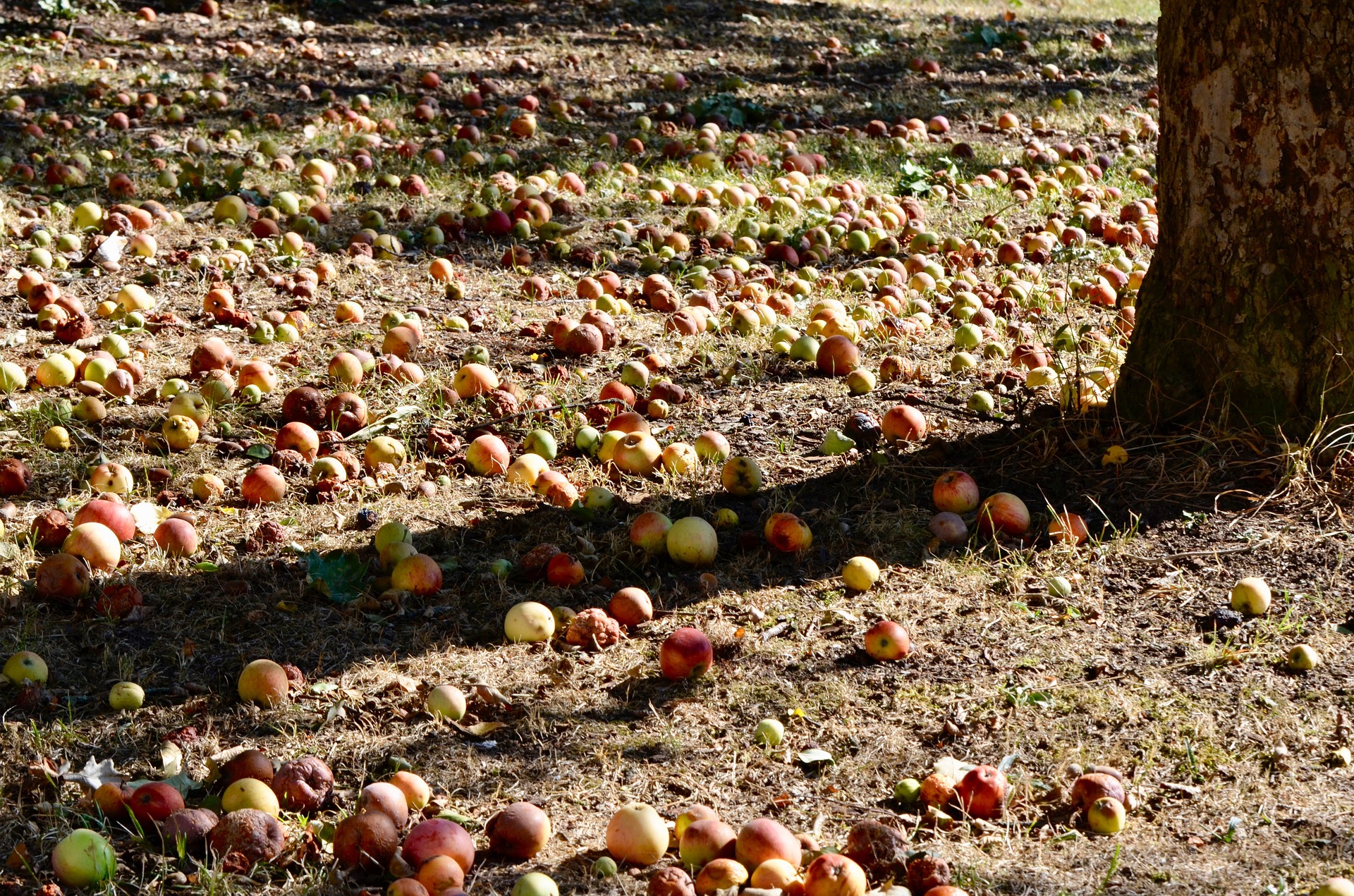 Опавшие яблоки осенью